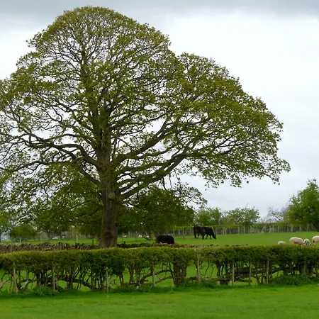 Daisy * ペンリス